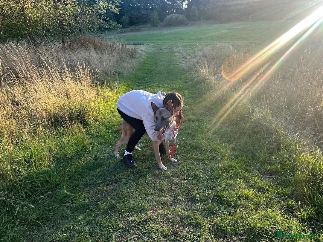 Belgian Shepherd Dog dogs for sale: Bear - Belgian shepherd  in Bridgnorth - Advert 3