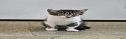 Mixed Breed cats for sale: 2 x Beautiful Kittens (boy & girl) - Advert 2