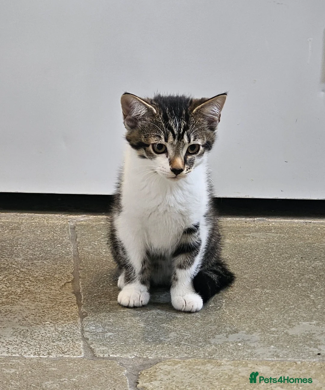 Mixed Breed cats for sale: 2 x Beautiful Kittens (boy & girl) - Advert 2
