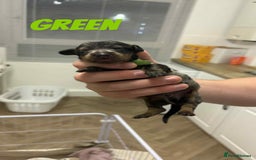 Dachshund dogs for sale: Dachshunds puppies  - Image 13