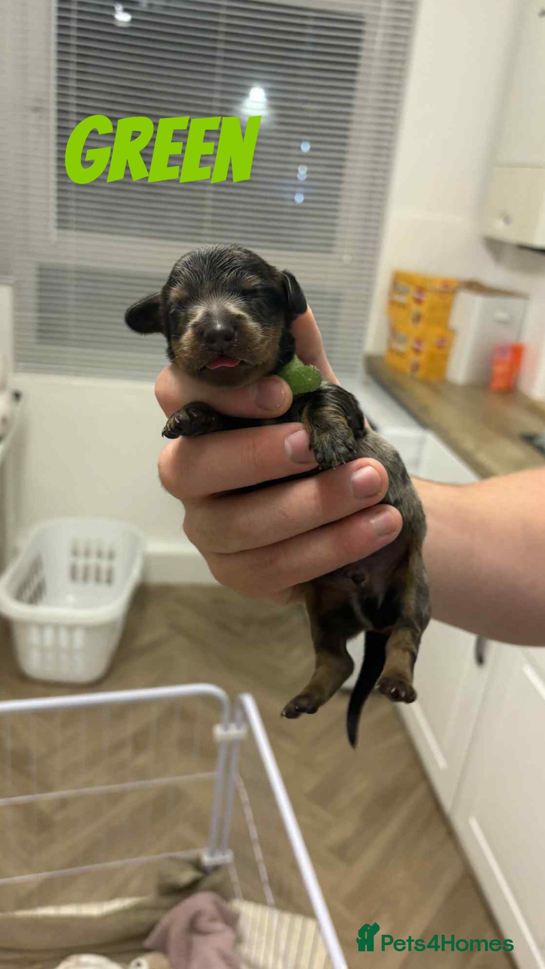 Dachshund dogs for sale: Dachshunds puppies  - Image 13