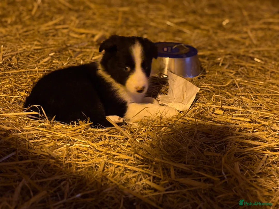 Border Collie dogs for sale: Collie pups  - Advert 4