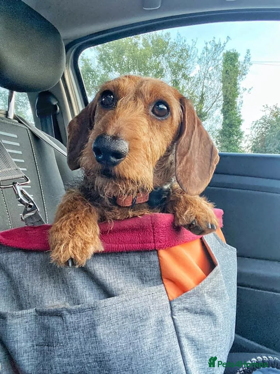 Miniature Dachshund dogs for sale: Health tested KC Miniature Wire Dachshunds - Advert 7