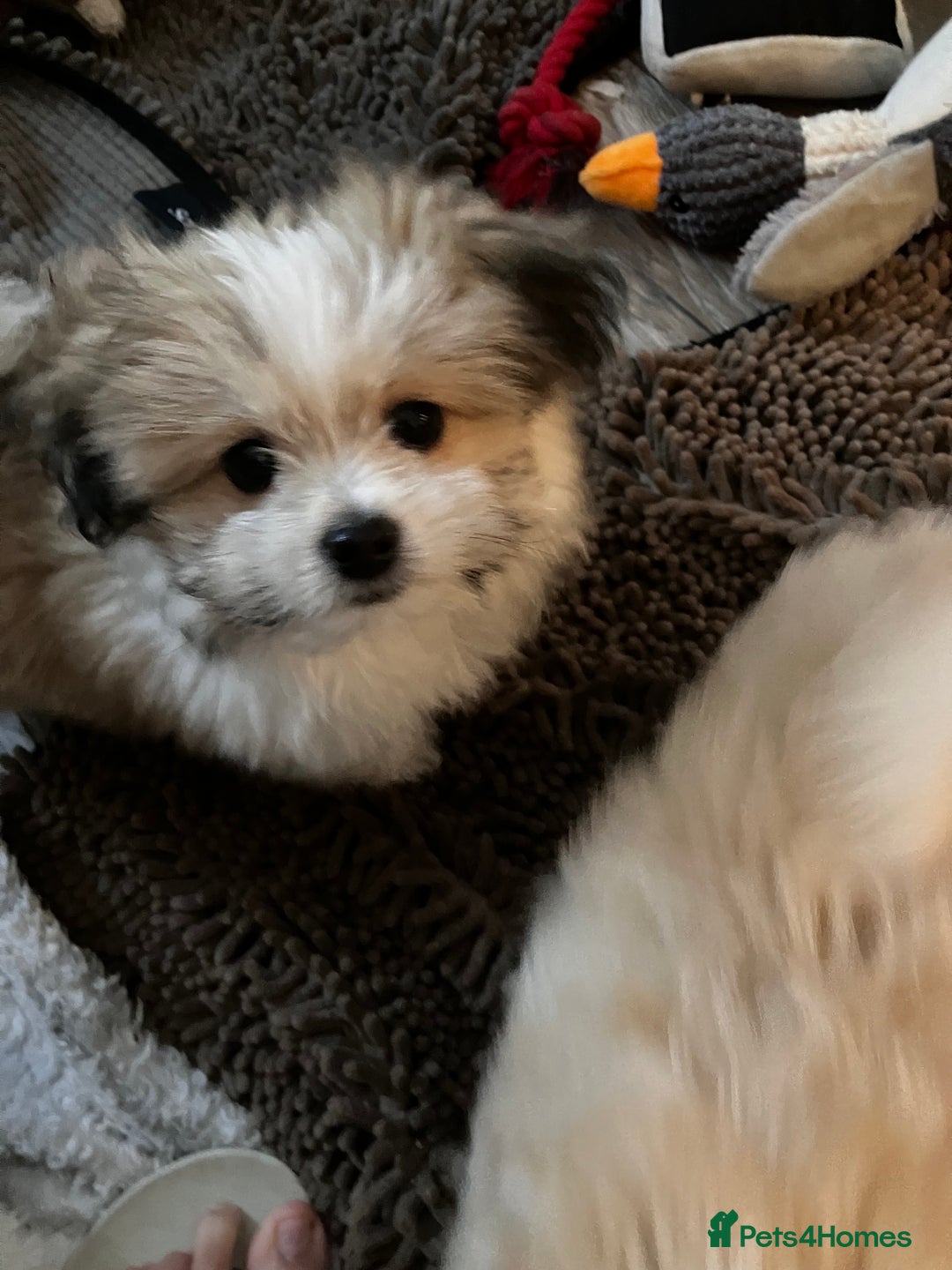 Mixed Breed dogs for sale: Malti-Pom Puppies - £1200 - 3 Left - Advert 9