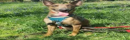 Mixed Breed dogs for adoption: Maple, crossbreed for adoption  - Advert 3