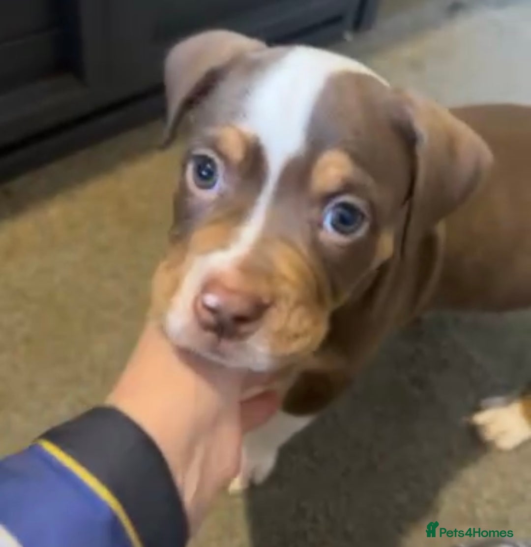 Olde English Bulldogge dogs for sale: Olde English bulldog puppies READY NOW  - Advert 6