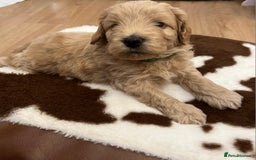 Cockapoo dogs for sale: Beautiful litter of cockapoos - Image 7