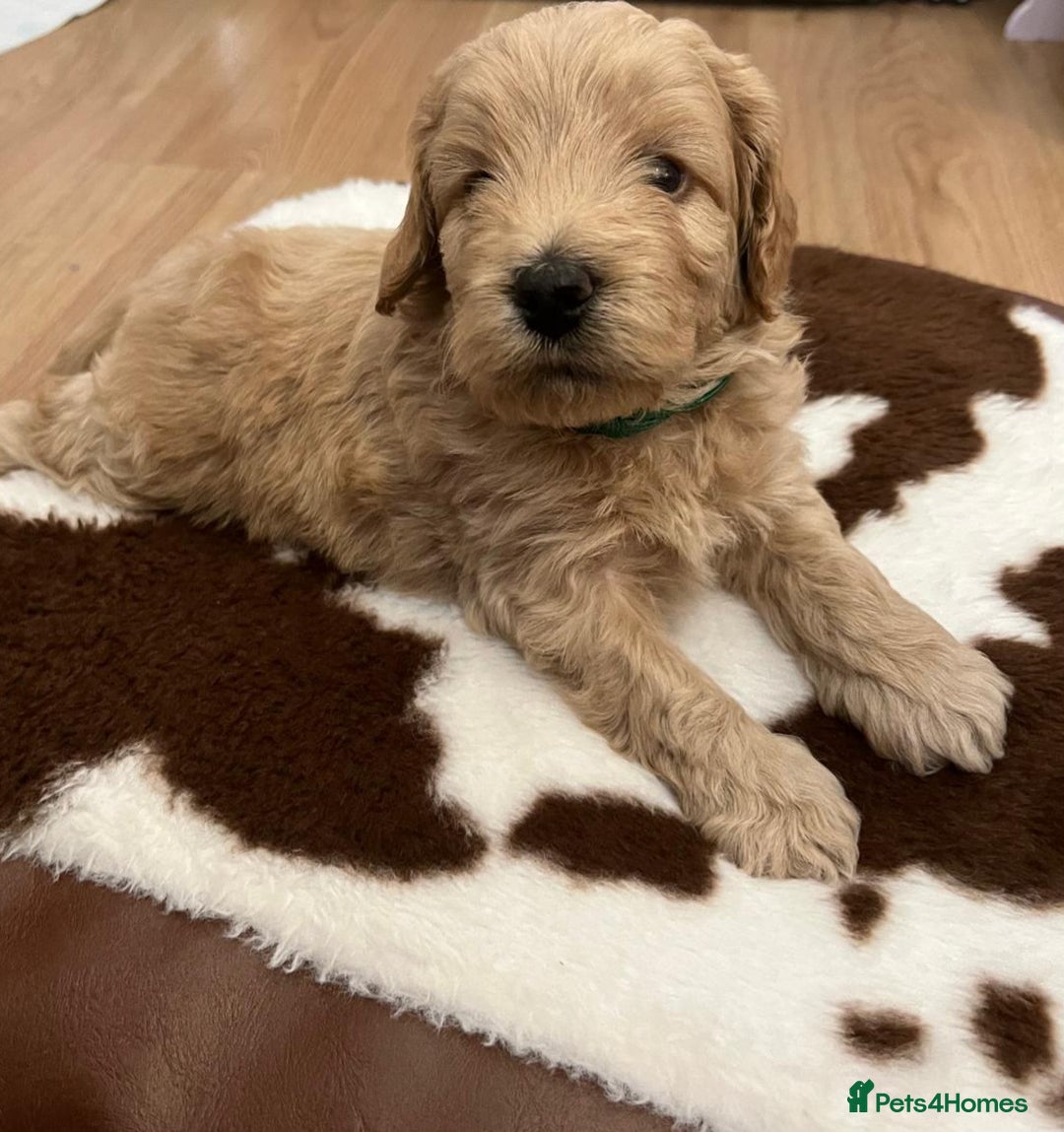 Cockapoo dogs for sale: Beautiful litter of cockapoos - Image 7