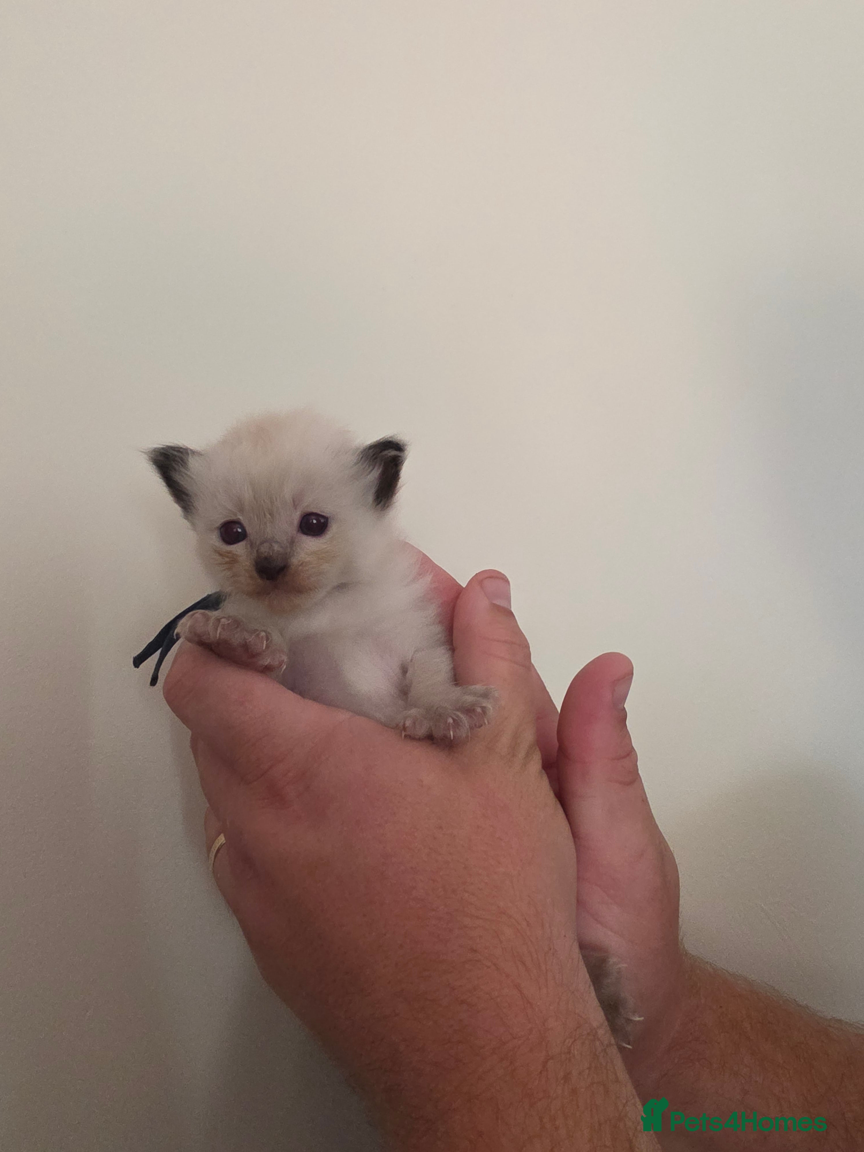 Ragdoll cats TICA/GCCF registered ragdoll kittens - Advert 2