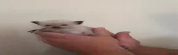 Ragdoll cats for sale: TICA/GCCF registered ragdoll kittens - Advert 32