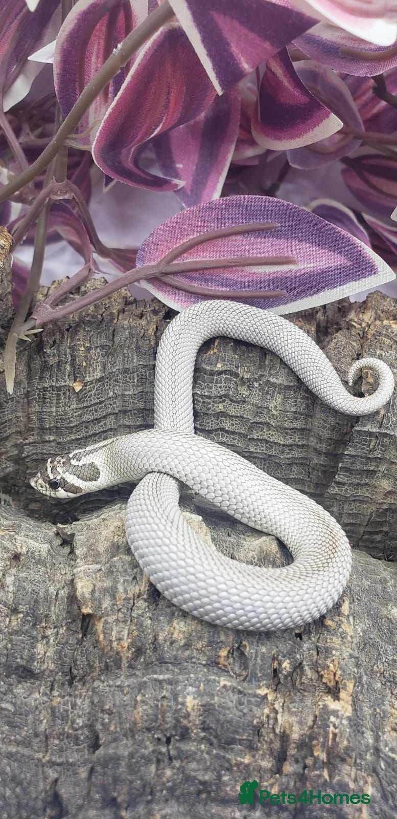 Snake reptiles Baby western hognoses from £200  - Advert 10