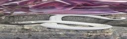 Snake reptiles for sale: Baby western hognoses from £200  - Advert 6