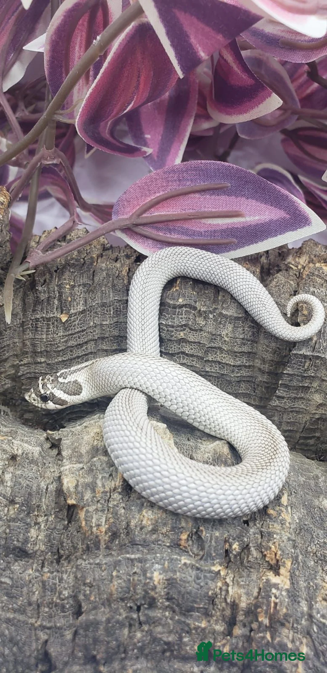 Snake reptiles for sale: Baby western hognoses from £180 - Advert 2