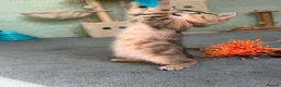 British Shorthair cats for sale: 4 Gorgeous British Shorthair TICA kittens - Advert 13