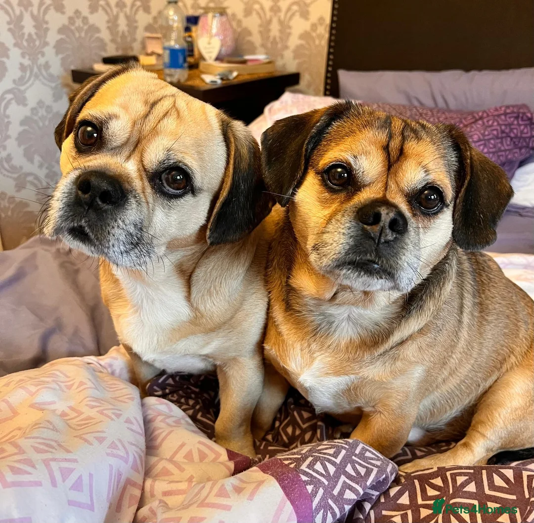 Mixed Breed dogs for stud: Outstanding Gentle Puggle Stud  in Solihull - Advert 4