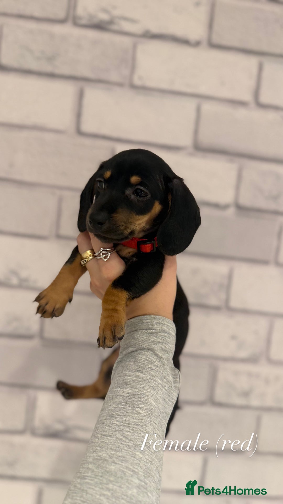 Miniature Dachshund dogs for sale: Miniature dachshunds  - Advert 9