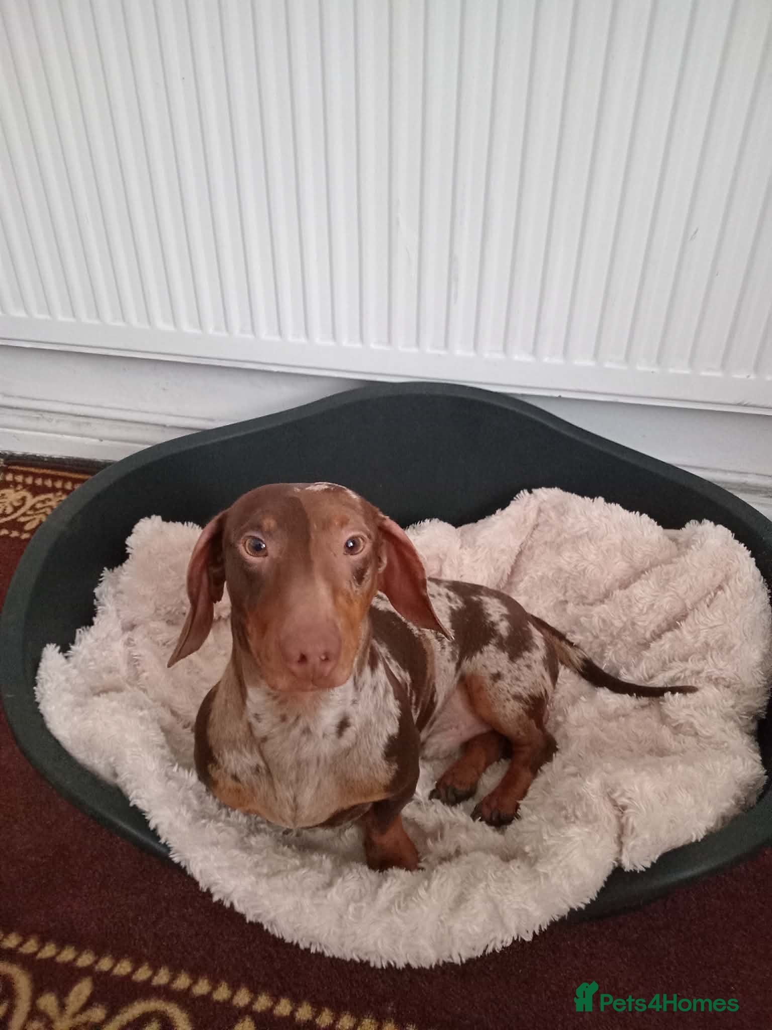 Miniature Dachshund dogs Stunning little boy - Advert 3