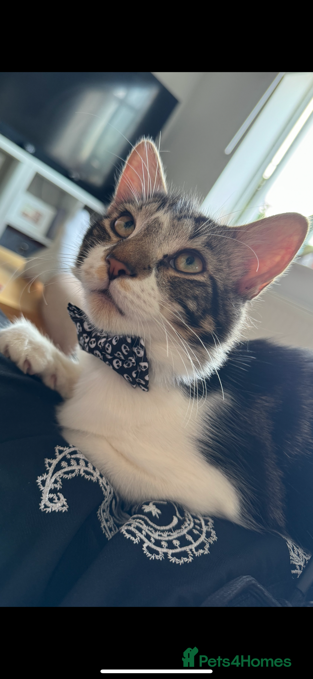 Mixed Breed cats for sale: 2 year old mixed breed tabby for sale  - Advert 1