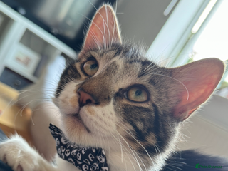 Mixed Breed cats 2 year old mixed breed tabby for sale - Advert 1