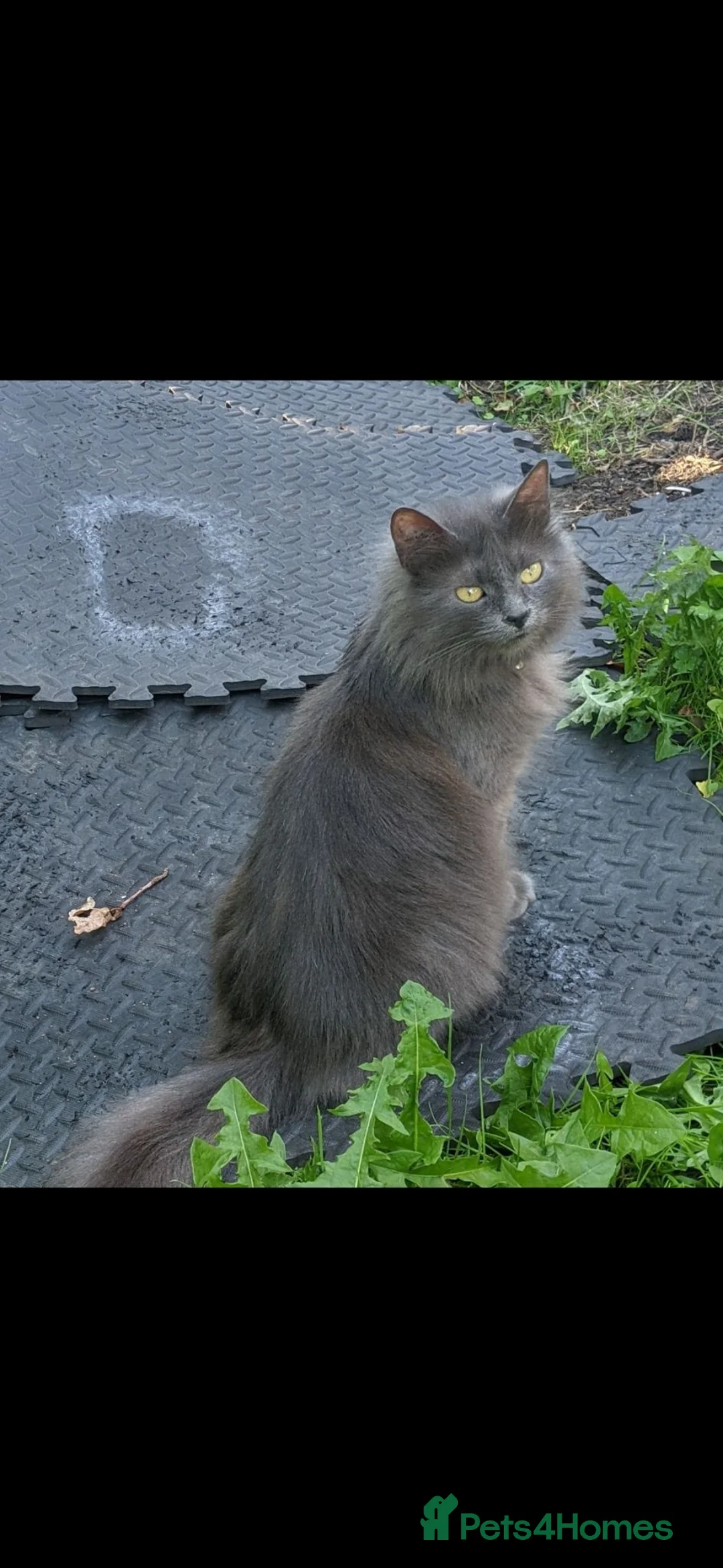 Mixed Breed cats for sale: Beautiful last boy - Advert 2