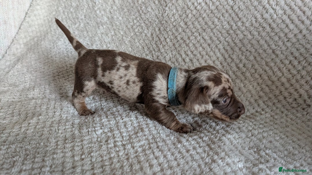Dachshund dogs for sale: Dachshunds  - Image 13