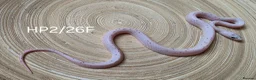 Corn Snake reptiles for sale: Palmetto and caramel palmetto corn snakes  - Advert 15