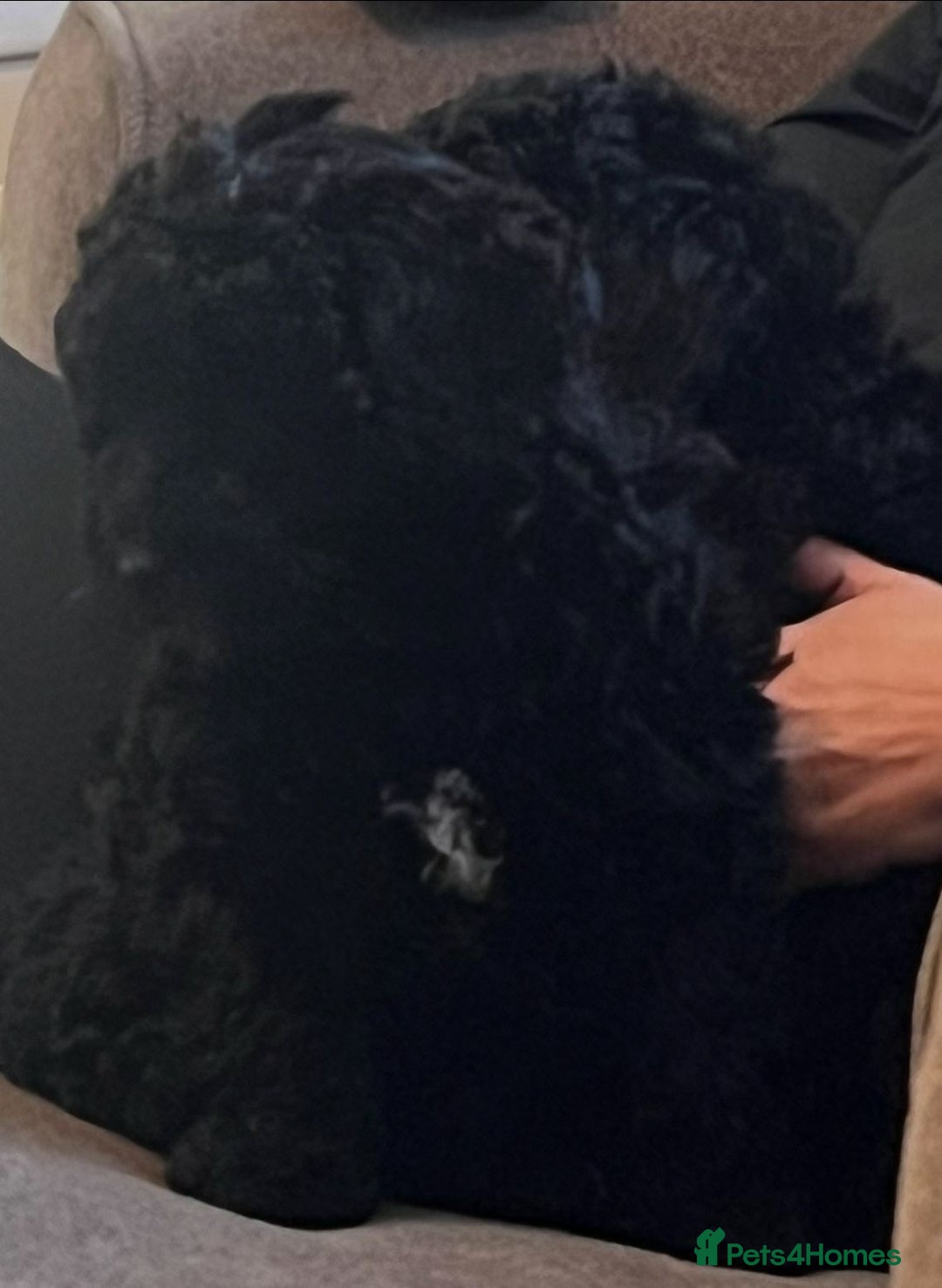 Cockapoo dogs for sale: Ready now Stunning cockatoo little girl  - Advert 4