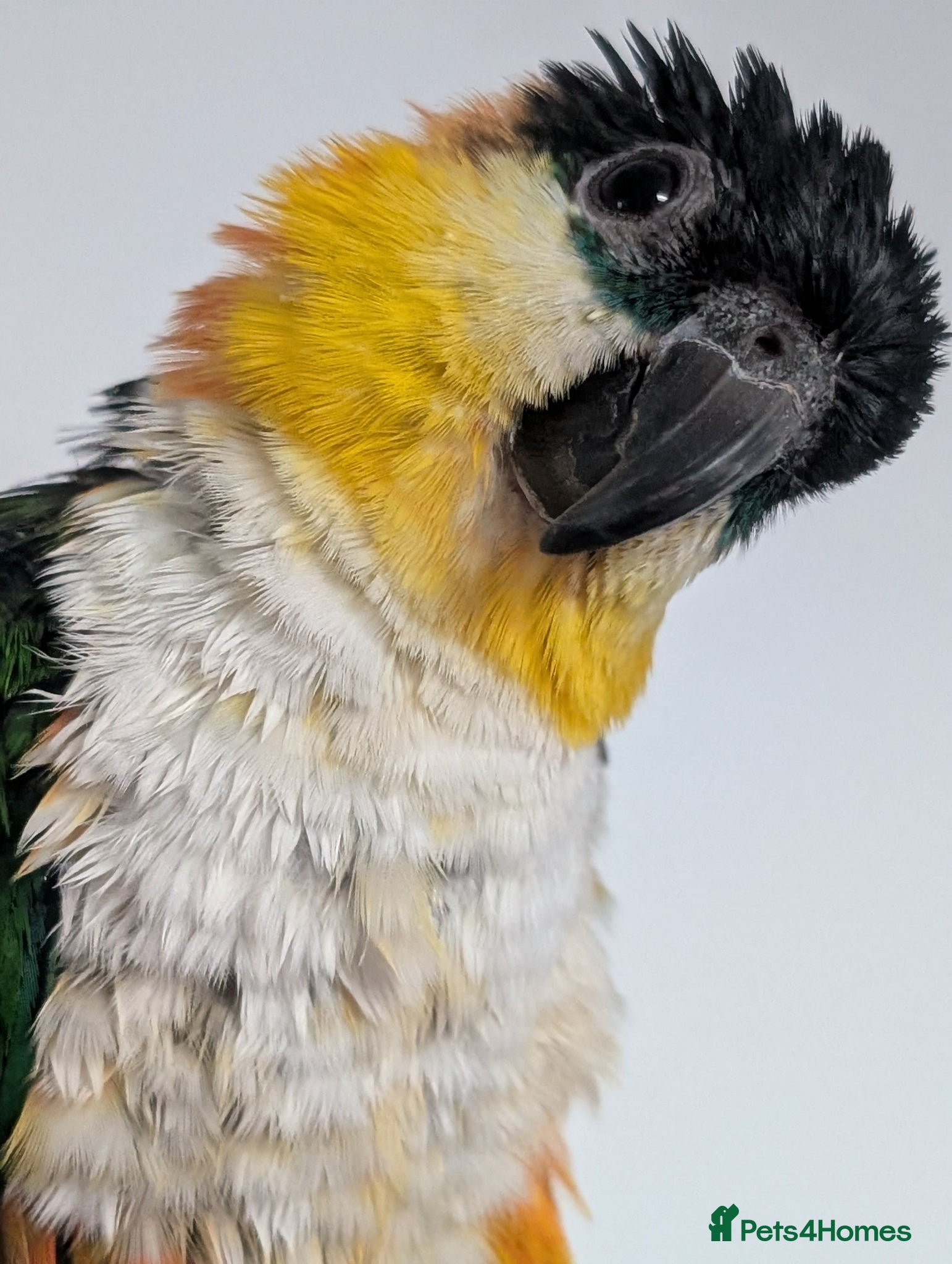 Parrots birds 2 black headed caiques (sold as pair) - Advert 5