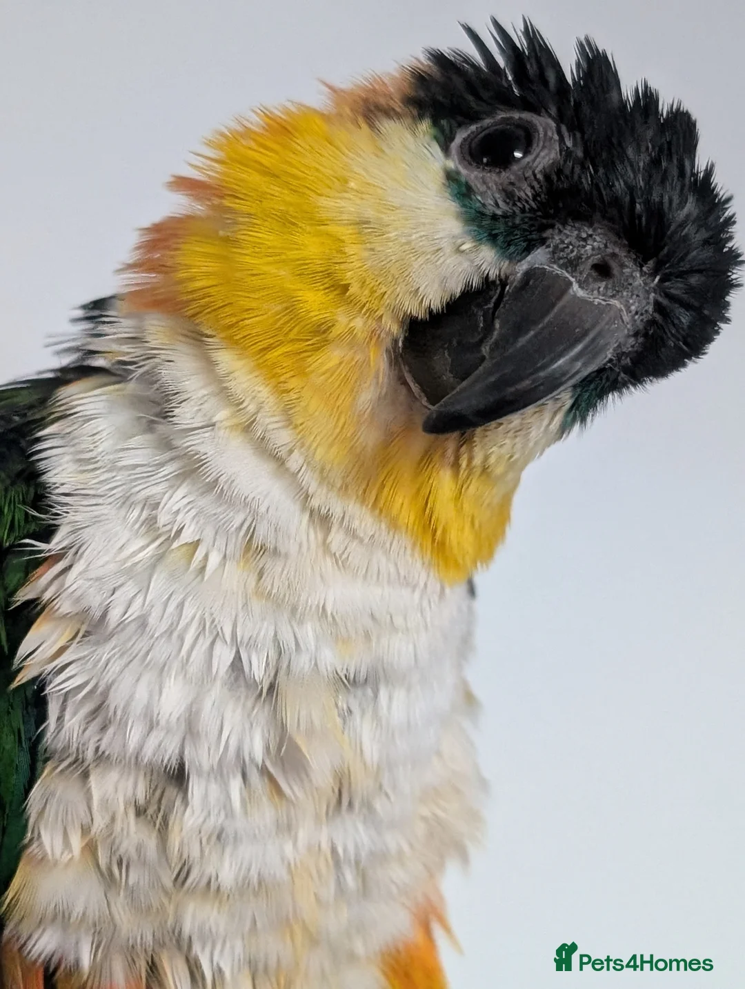 Parrots birds for sale: 2 black headed caiques (sold as pair) in Bedlington - Advert 1