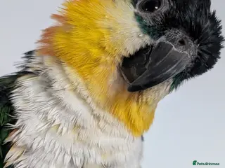 Parrots birds 2 black headed caiques (sold as pair) - Advert 5