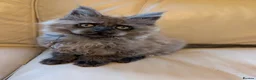 Maine Coon cats for sale: Gorgeous Registered Maine Coon Kittens  - Advert 2