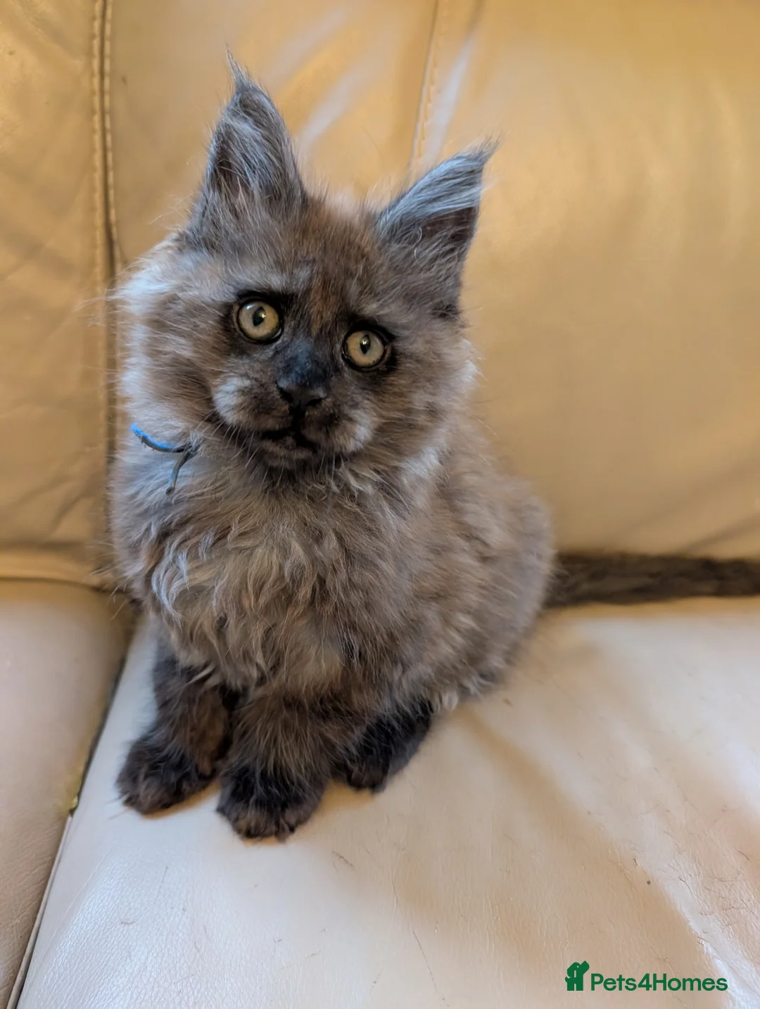 Maine Coon cats for sale: Gorgeous Registered Maine Coon Kittens  - Advert 2