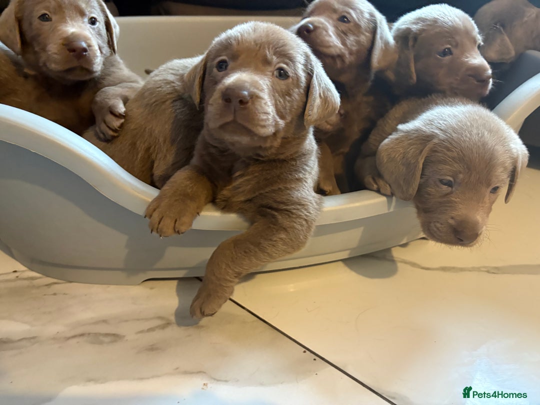 Labrador Retriever dogs for sale: Silver Labrador retriever puppies - Advert 32