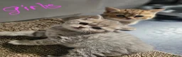Scottish Fold cats for sale: 5 Beautiful Scottish Kittens Ready for Homes 🐾 - Advert 7
