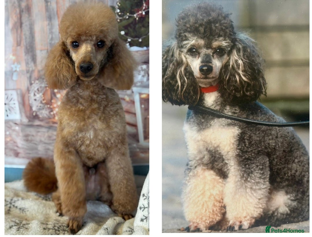 Toy Poodle dogs for stud: KC reg health tested toy poodle studs in Exeter - Advert 1