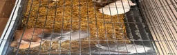 Mixed Breed rabbits for sale: Rabbits for sale  - Advert 3