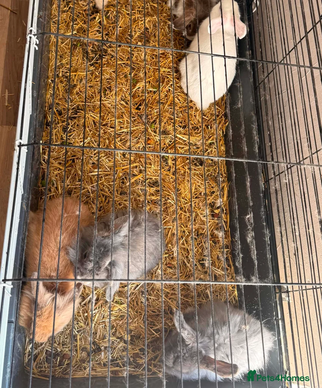 Mixed Breed rabbits for sale: Rabbits for sale  - Advert 3
