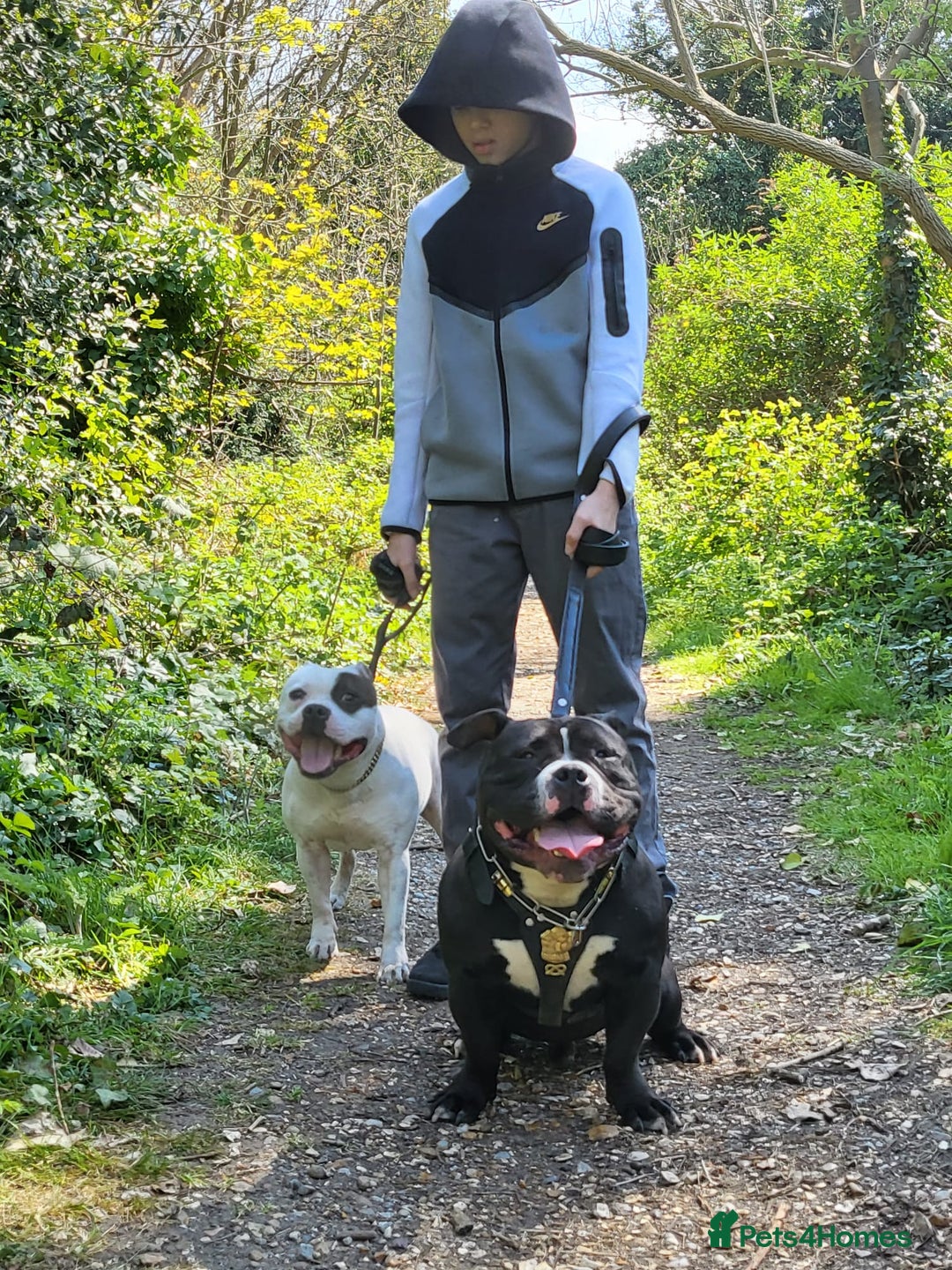 American Bully dogs for stud: Biggs for stud - Image 3
