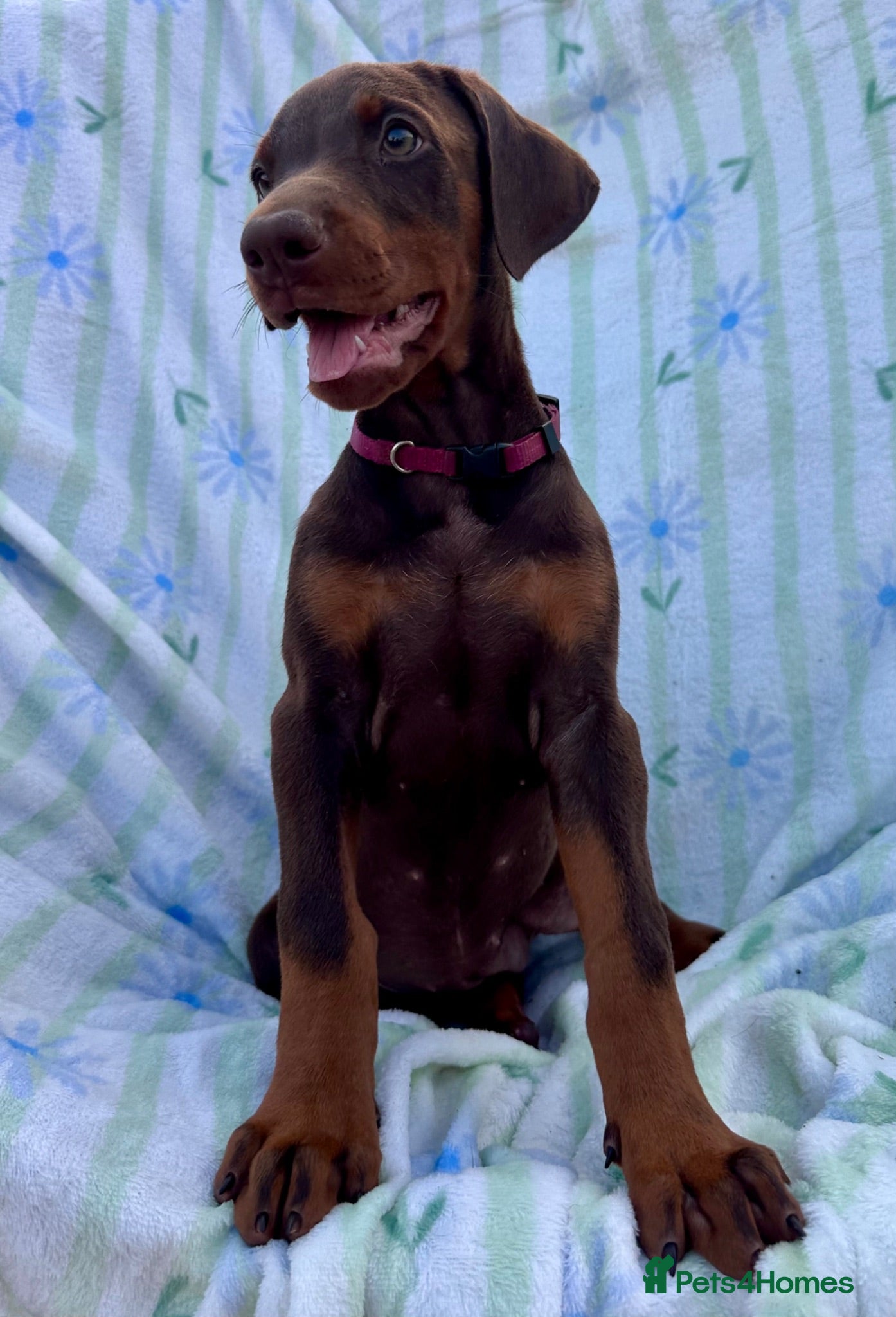 Dobermann dogs Health tested European puppies  - Advert 1