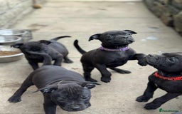 Staffordshire Bull Terrier dogs for sale: KC CHAMPION LINES STAFFORDSHIRE BULL TERRIER PUPS  - Image 13