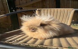 Lionhead rabbits for sale: Pure bred double maned chocolate torte lionhead  - Image 8
