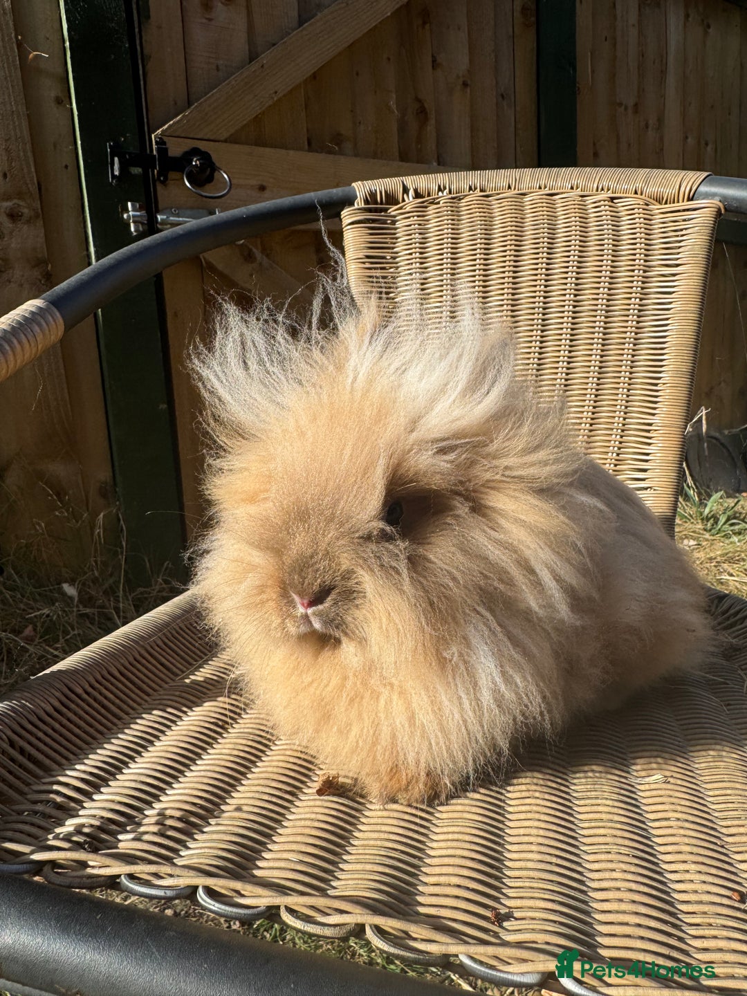 Lionhead rabbits for sale: Pure bred double maned chocolate torte lionhead  - Image 8