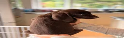 German Shorthaired Pointer dogs for sale: German shorthaired pointers  - Advert 4