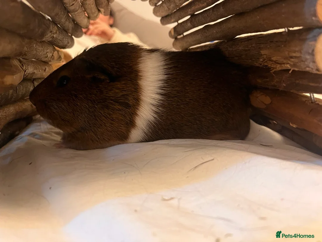 Guinea Pig rodents for sale: 3 piggy’s for sale in Matlock - Advert 2