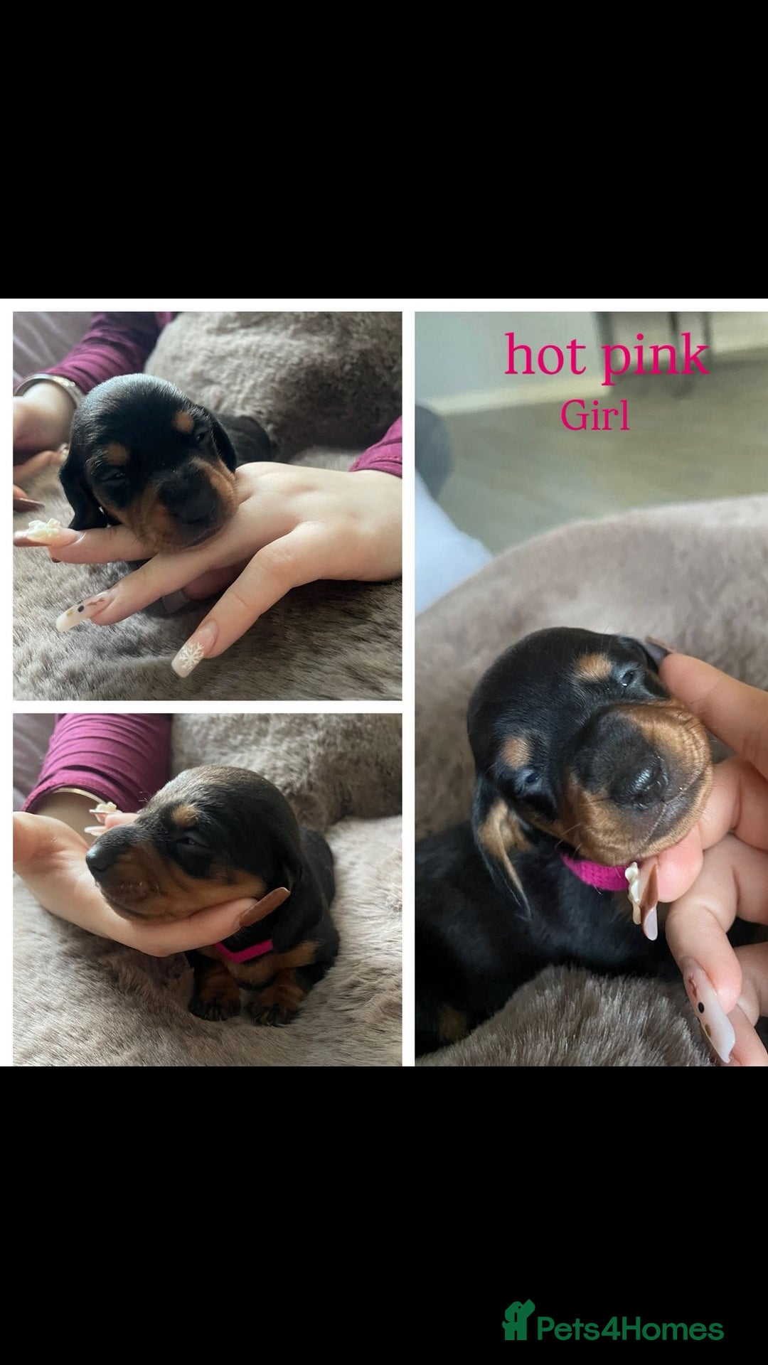 Miniature Dachshund dogs for sale: Miniature dachshund puppies  - Advert 6