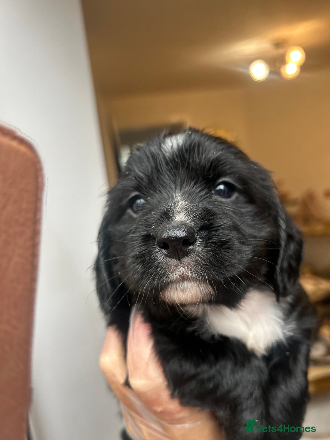 Cocker Spaniel dogs for sale: K C registered Cocker spaniel puppies  - Advert 21