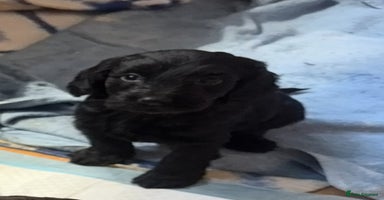 Cockapoo dogs - Advert 3