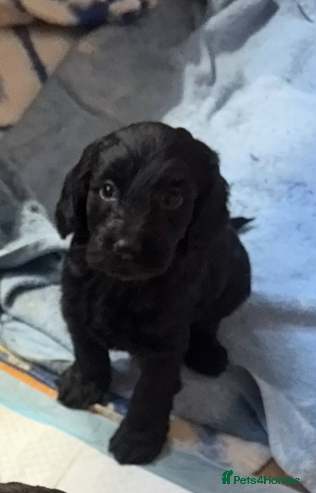 Cockapoo dogs for sale: Beautiful black F1B cockapoo boy ready next week  - Advert 13