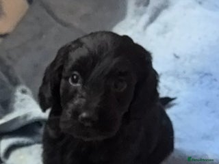 Cockapoo dogs 1 beautiful black F1B cockapoo boy left - Advert 11