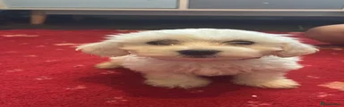 Bichon Frise 4
